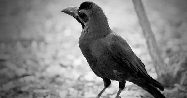 【動物の恨み】世にも恐ろしいカラスの復讐が想像以上…