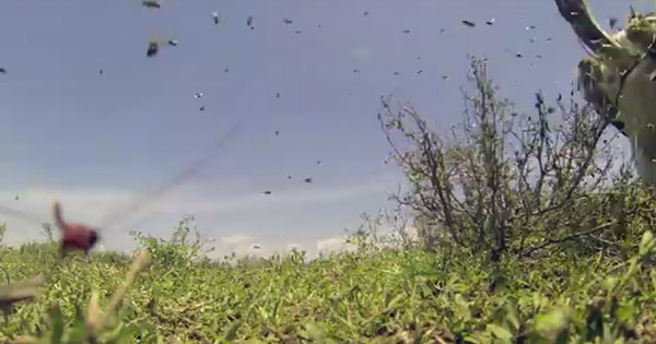 【グロ注意】死んだヌーの体にカメラを仕込んだら凄い映像が…動画あり！野生動物の食事事情