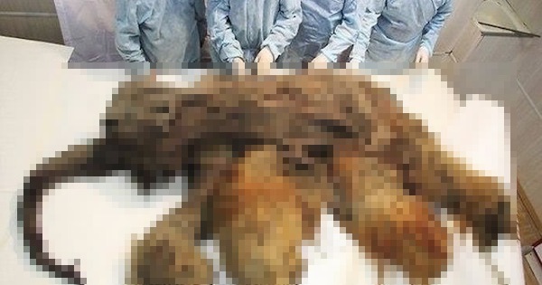 【閲覧注意2枚】1万年前の冷凍マンモスがシベリアで眠っていた　DNA採取でクローンとして再生→マンモス甦る？ｗｗｗ