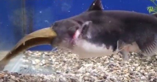 【ショッキング映像】同じサイズの魚を丸飲みするお化けナマズｗ観賞魚として飼育されているバトラクスキャットというナマズ。一般的に知られているナマズとは少し形が違うような…同じ水槽の中にはもっと小さい魚もいたのにｗｗｗなぜその大きさのを丸飲みする？？