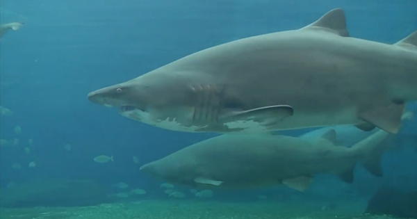 【閲覧注意動画】水族館の飼育員がサメに襲われる！→左腕が…　「パクッ」といかれそう、水族館に行くといつも想像してしまうおぞましい事故…やっぱり実際にあり得るんだ…夢と癒しを与える空間の裏でスタッフは命がけなわけだ・・・