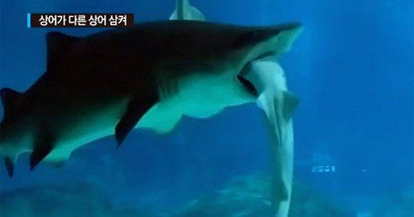 【動画】衝撃！水族館でサメがサメを丸呑みする事件が発生…韓国の水族館で起きた悲劇…日本で同じような事例はないのでしょうか？