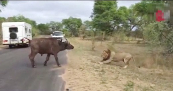 【動画】ライオンの集団と戦った牛があっさり肉塊になるまで…サバンナじゃよくあること？弱肉強食の掟に逆らえない可哀相な動物たち…