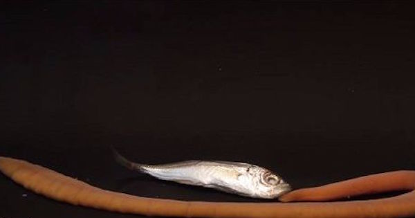 【動画】南極産のキモいモンスターが魚を丸呑みする衝撃の瞬間！「ヒモムシ」というヒルに似た生物が、ゆっくりと獲物を丸呑みに…ゾッとする映像です。