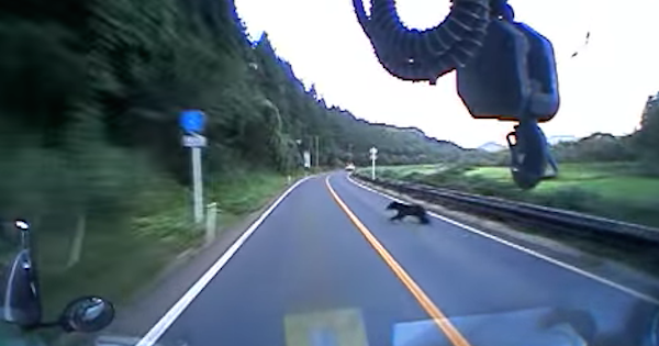 【動画】飛び出してきたクマを思いっきりはねてしまった車載映像　田舎の国道なら十分あり得る、他人ごとではないお話し…