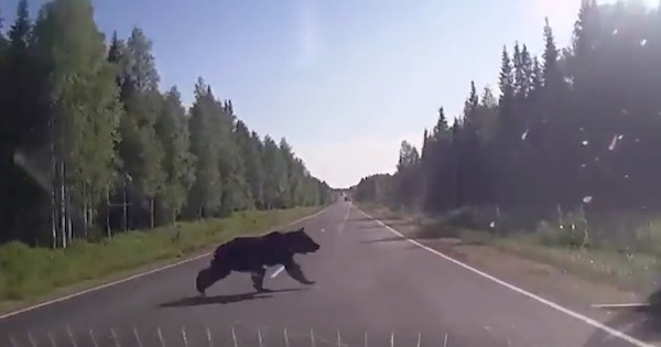 【衝撃動画】でっかい熊と猛スピードの車が衝突する瞬間…海外発の動画。野生の熊が突然現れ避けようもなく衝突…