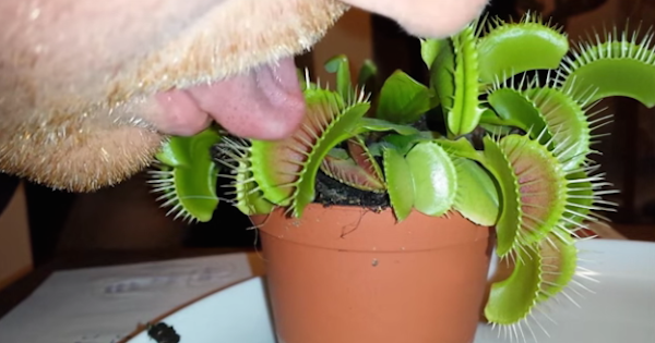 【動画】食虫植物がガブリ！舌を噛まれた男性はこうなる…　ハエトリ草の鋭利なトゲに挟まれてしまった結果。痛ましい姿に。