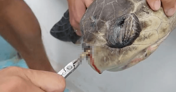 【画像】海亀の鼻の穴から飛んでもないものが出てきた…とある痛々しい画像が話題に。海亀が可哀そうすぎます（涙）